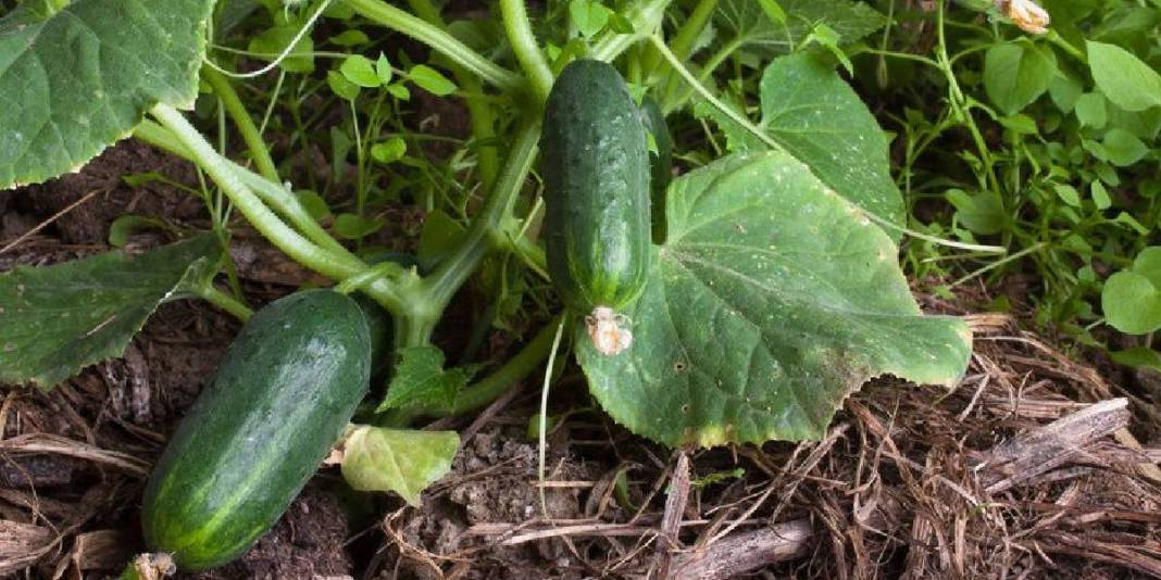 Artık salatalık yemek de riskli! Tarım krizi büyüyor: ‘Fluopyram’ kimyasalı resmen tehlike saçıyor 1